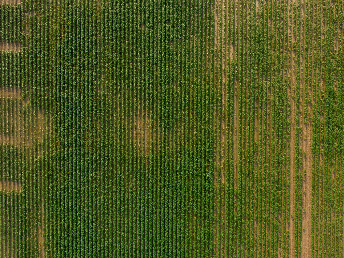Rows of parcels from above